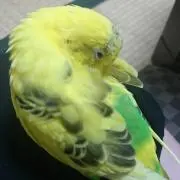 きいちゃんママ