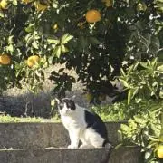 はるなかこみこの画像