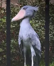フクフクの画像