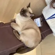 きりみの画像