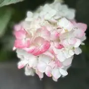 NozUmの画像