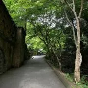 ハヤシの画像