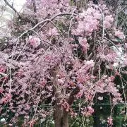 えぬの画像