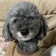 amieの画像
