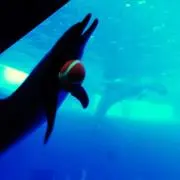 クッコ