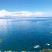シロロンの画像