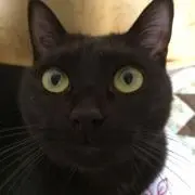 ネロ吉の画像