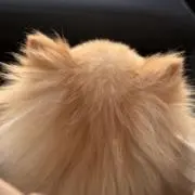 ぴぴぃの画像