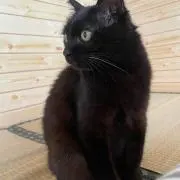 kwsmdiskの画像