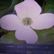 ハナミズキの画像