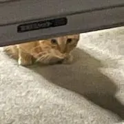 たか