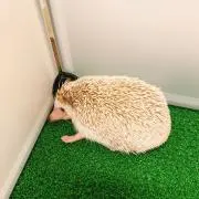 ゆきの画像