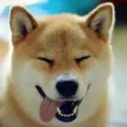 柴犬大家族の画像