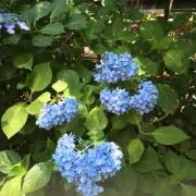 さとうの画像