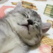 たまご