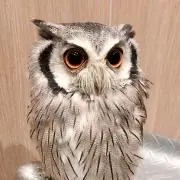 あろの画像
