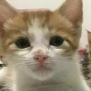 コテツの画像