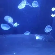 謝樂の画像