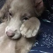 mimama