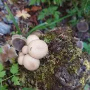 nogmaの画像