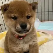 ぽての画像