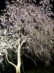 ヨルち