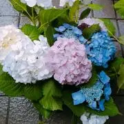 Shizue.K