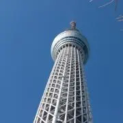 ぎんなんの画像