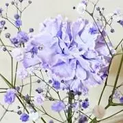 はるかむの画像