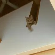 おとひめの画像