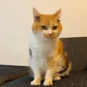ねこ@断捨離強化中！！の画像