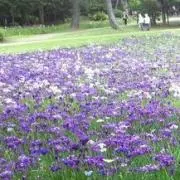 さくらの画像