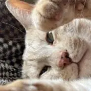 reの画像
