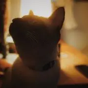 Nisiの画像