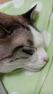 ネコです。平日発送！の画像