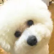 ヒコタトの画像