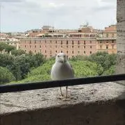 TOMYの画像