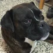 Bonito-kun