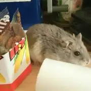 ハウンド