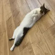 mana✨即購入OKの画像