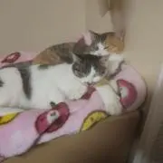 捨て猫助け人の画像