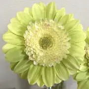 みるきの画像