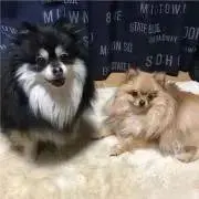 RAMの画像