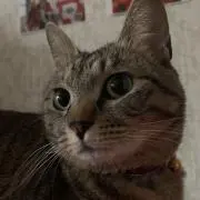 プロフ読んでね⭐︎猫アレルギー不可の画像