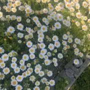 りんの画像