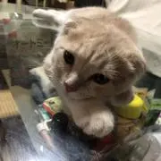 みー