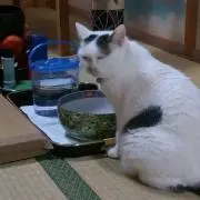 タマの画像