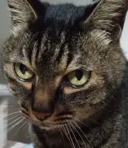 ニャンコの画像