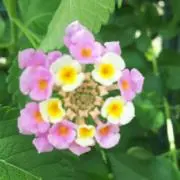 PIYOの画像