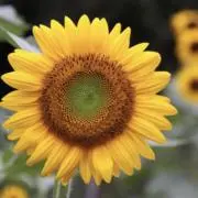 ななせまるの画像